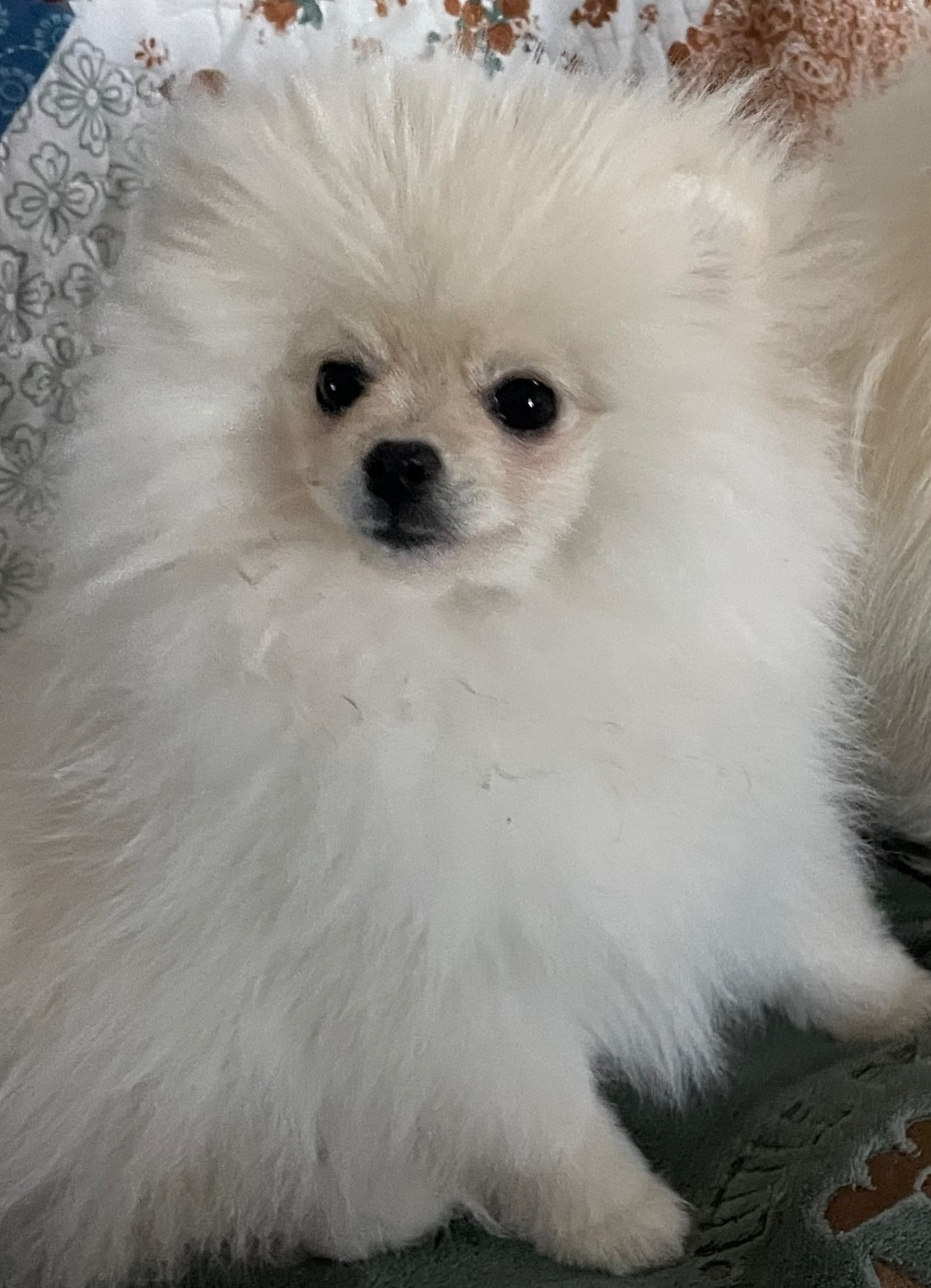 Magnifique spitz nain femelle