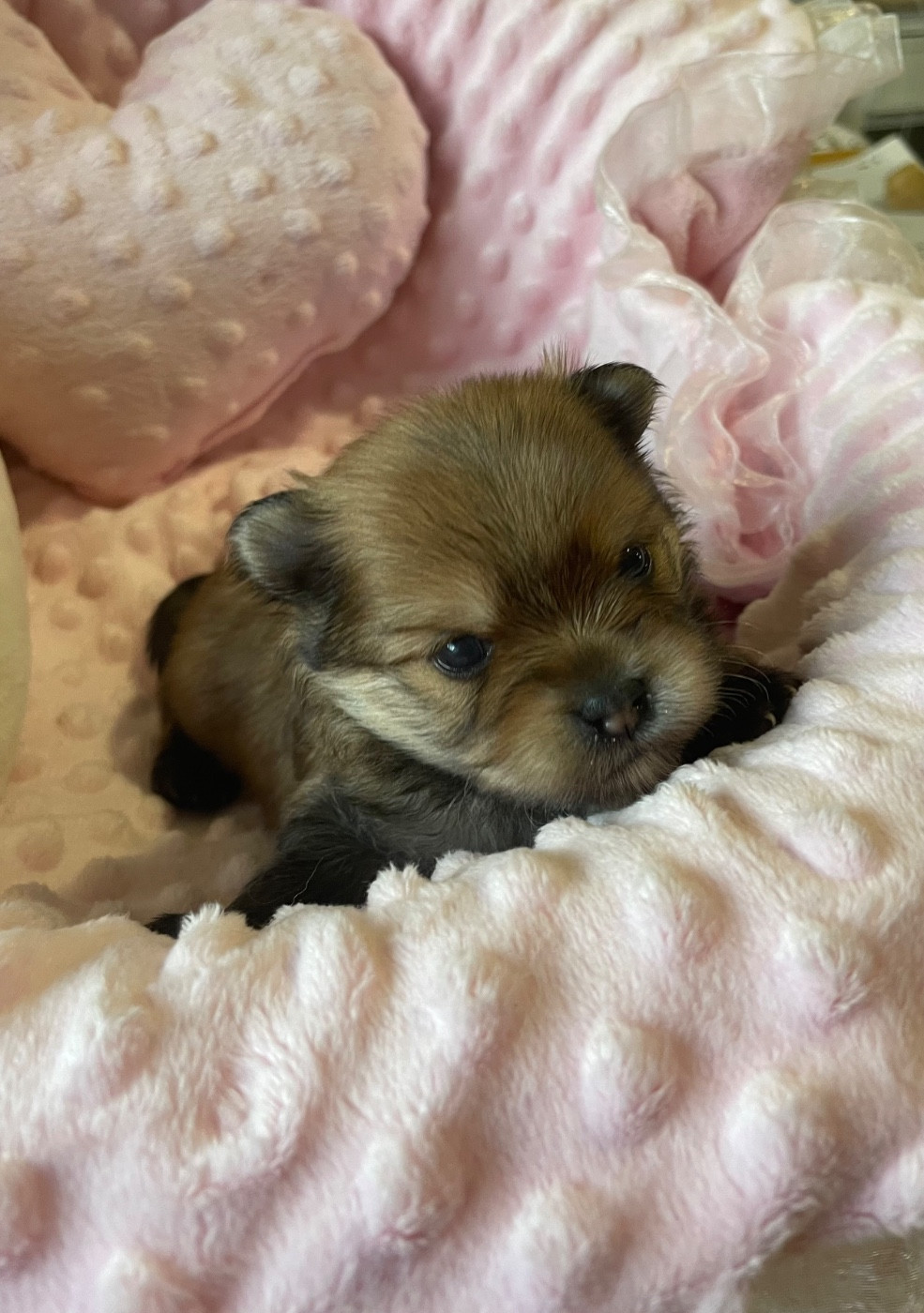 Bébé York/spitz à réserver