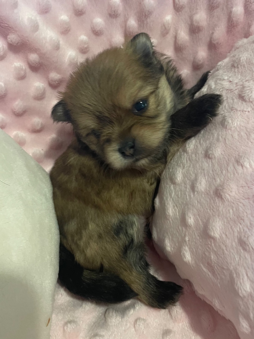 Naissance spitz/york à réserver