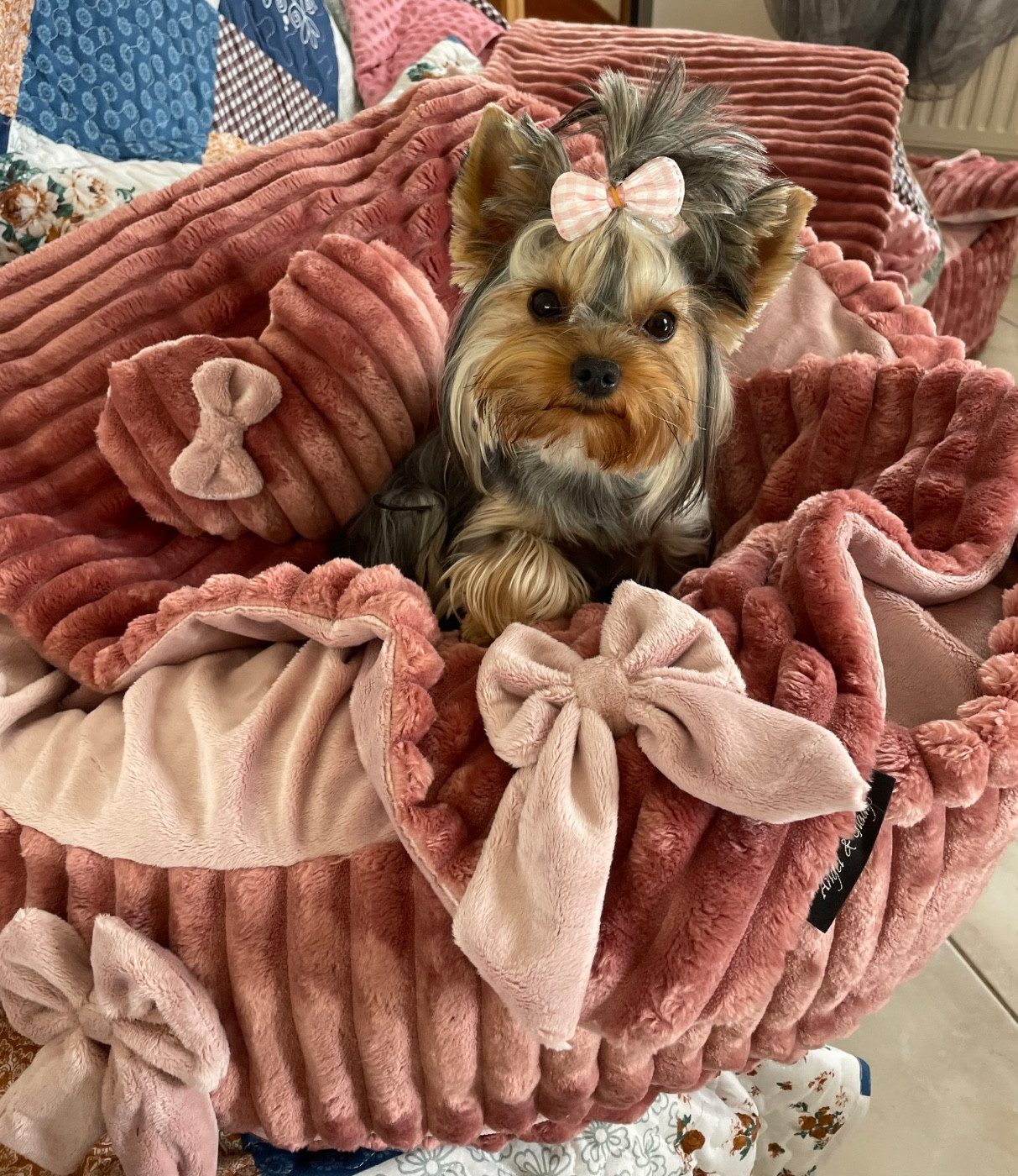 Jade et Vivaldi viennent d être marié