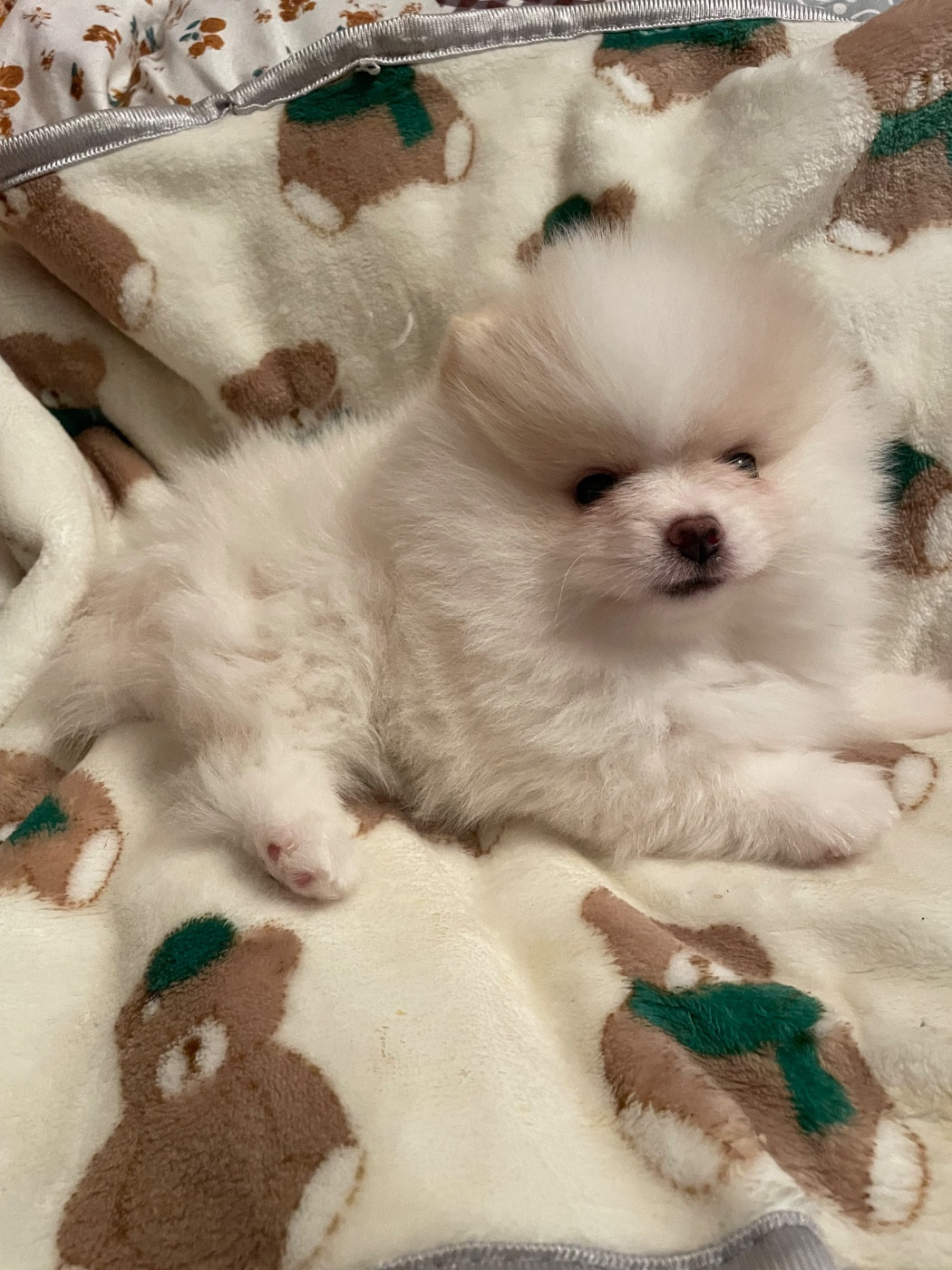 Des Minis Bouts - Chiots disponibles - Spitz allemand