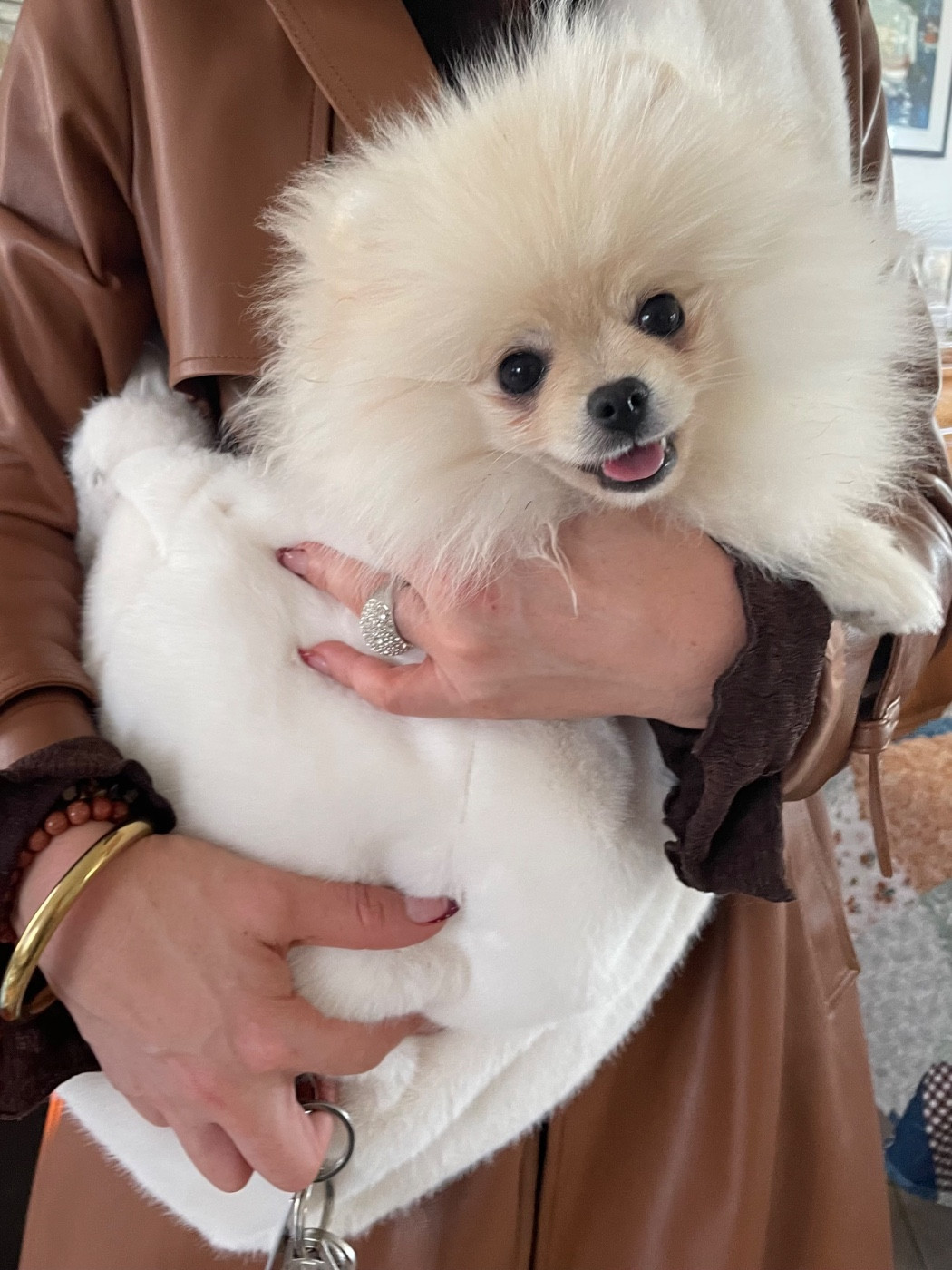 Des Minis Bouts - Chiots disponibles - Spitz allemand