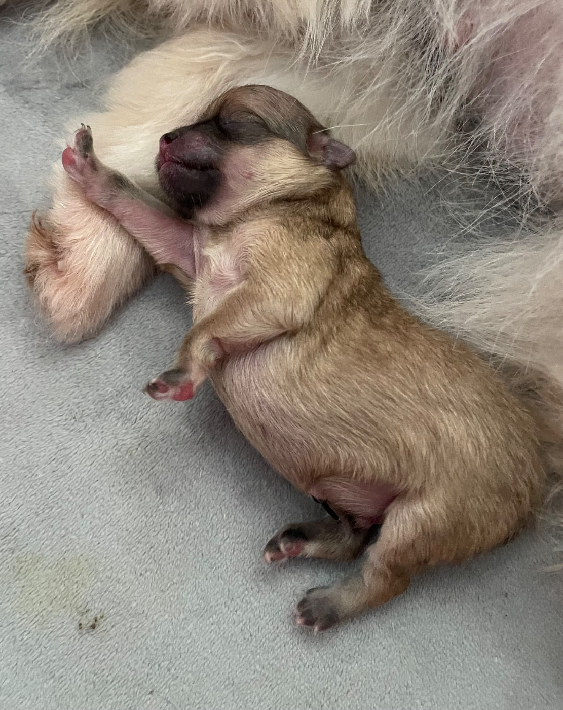 Des Minis Bouts - Chiots disponibles - Spitz allemand