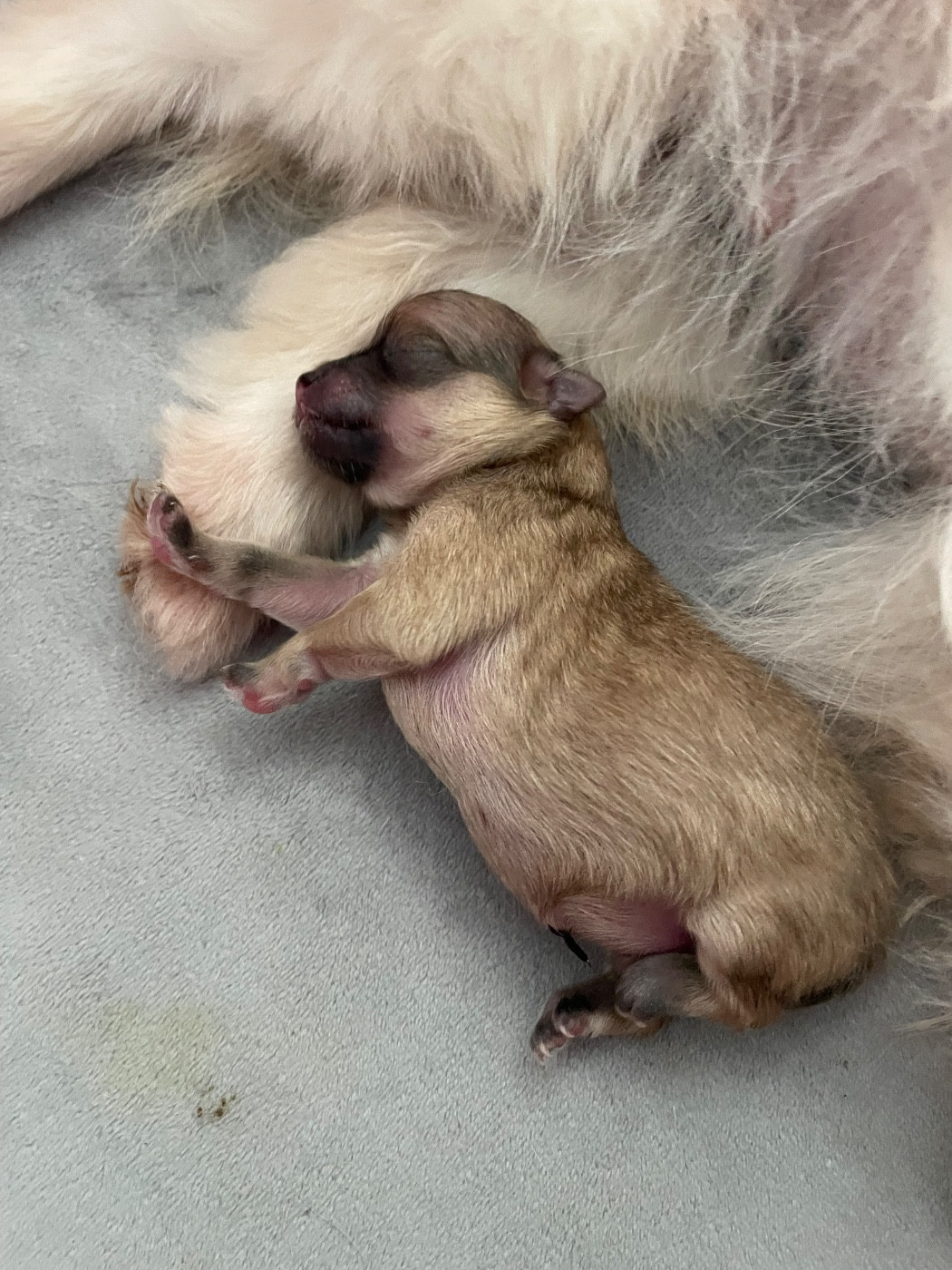 Des Minis Bouts - Spitz allemand - Portée née le 10/03/2026