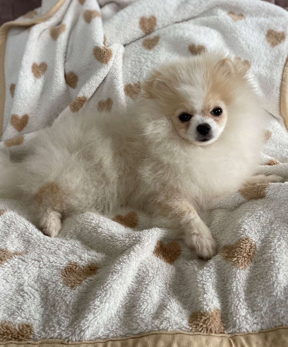 Des Minis Bouts - Chiots disponibles - Spitz allemand