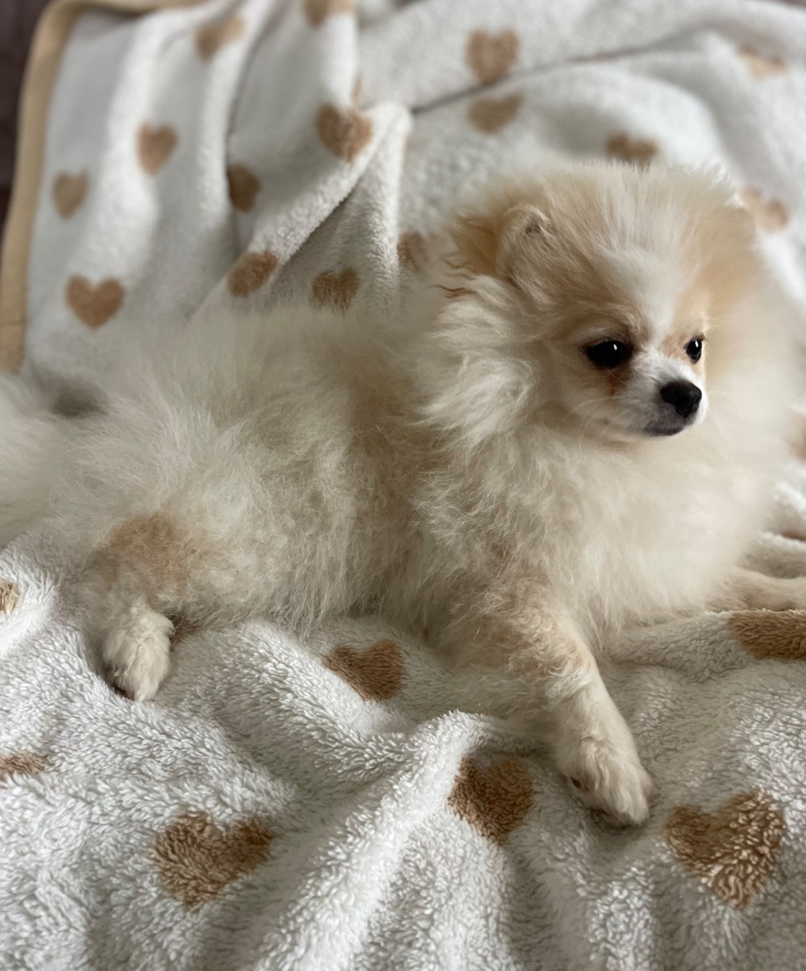 Des Minis Bouts - Spitz allemand - Portée née le 09/10/2025