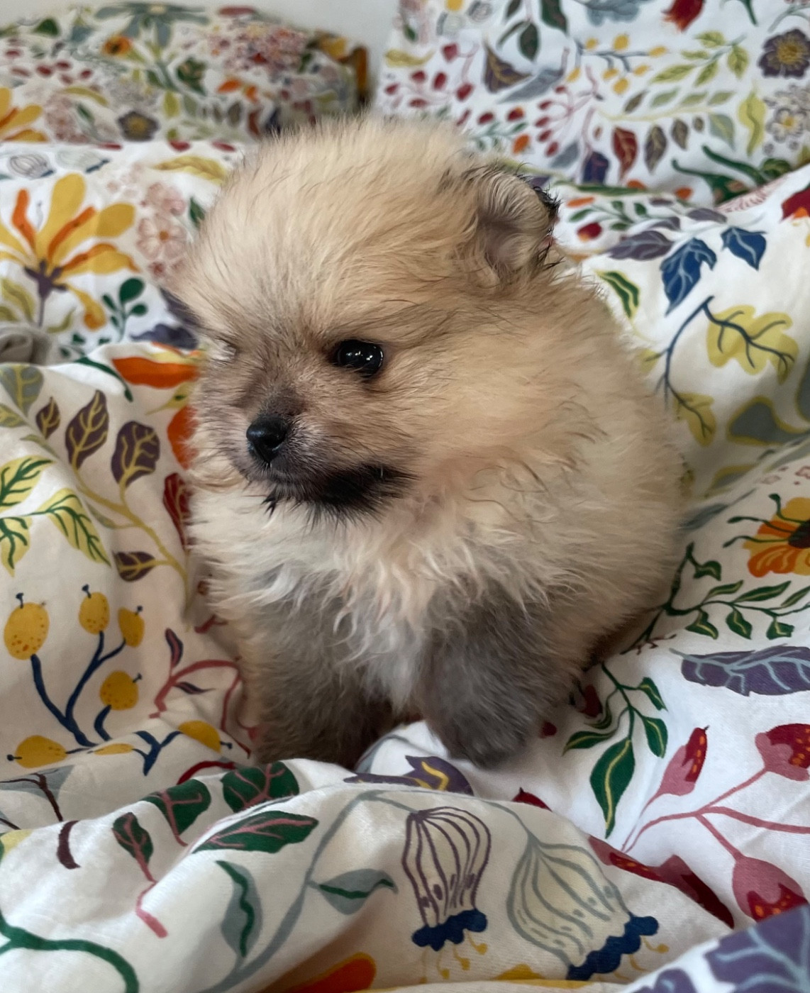 Des Minis Bouts - Spitz allemand - Portée née le 10/03/2026