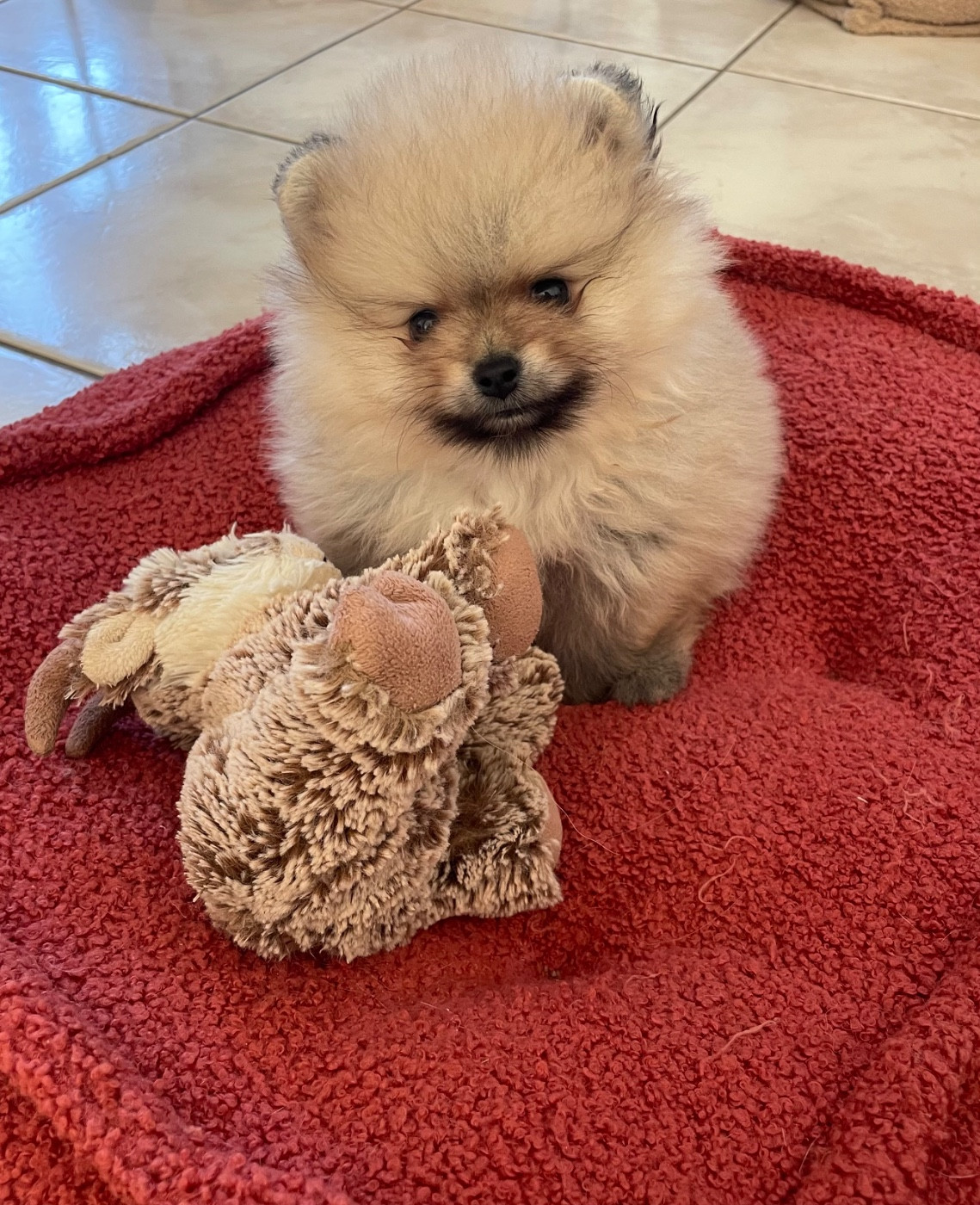 Des Minis Bouts - Chiots disponibles - Spitz allemand