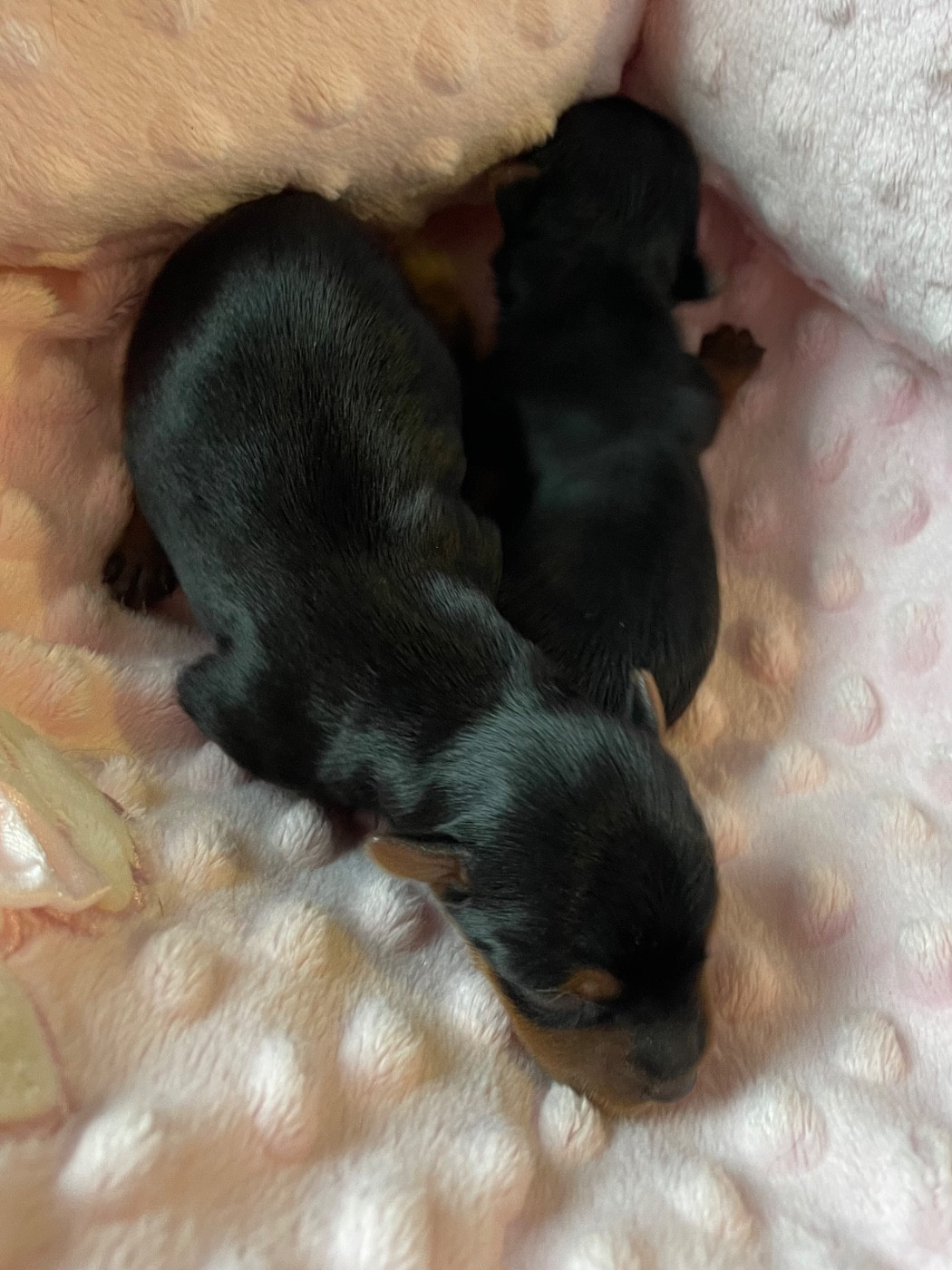 Des Minis Bouts - Chiots disponibles - Yorkshire Terrier