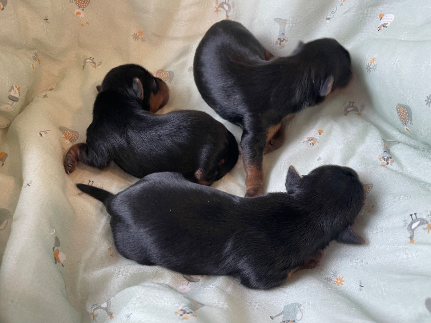 Des Minis Bouts - Chiots disponibles - Yorkshire Terrier