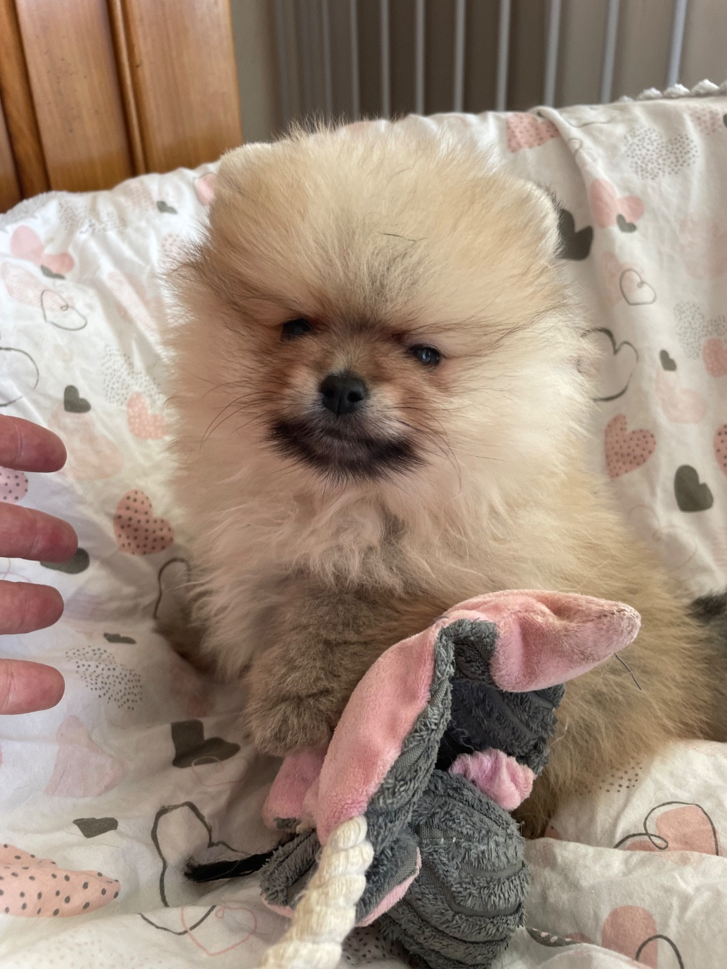 Des Minis Bouts - Chiots disponibles - Spitz allemand