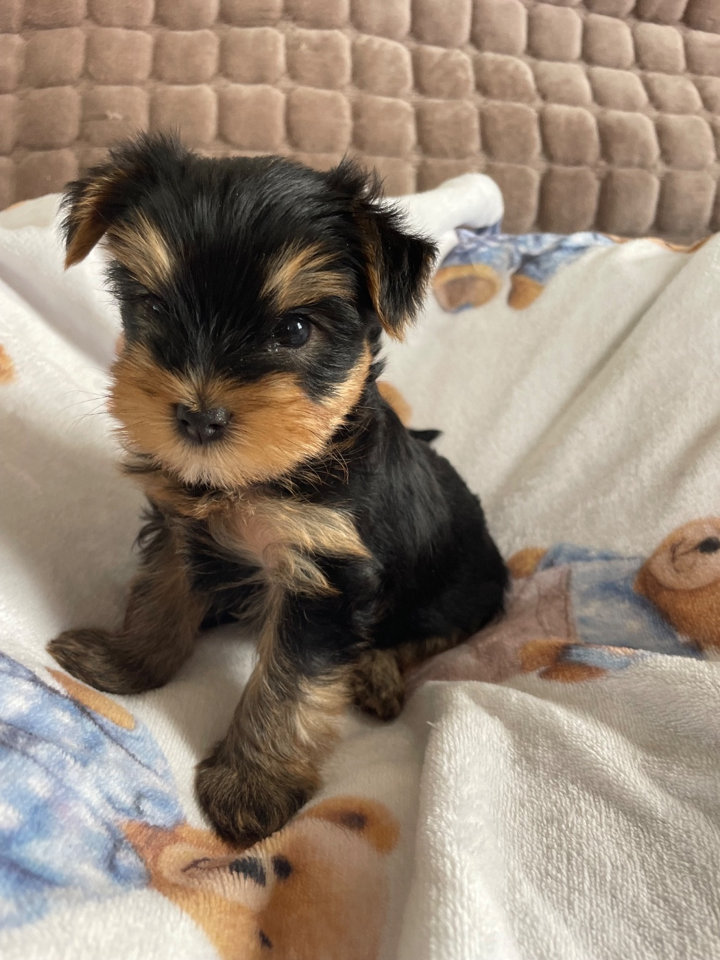 Des Minis Bouts - Chiots disponibles - Yorkshire Terrier