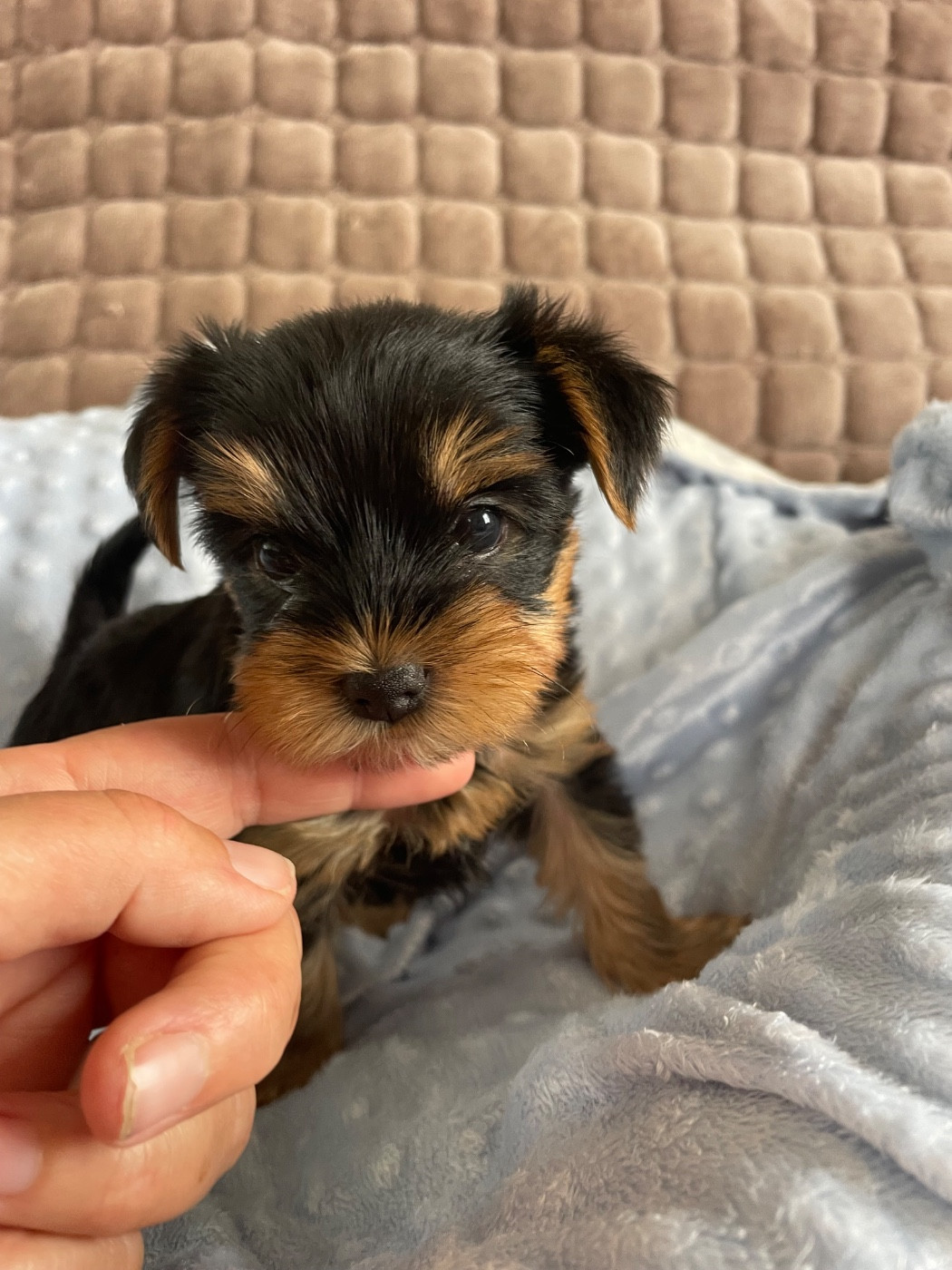 Des Minis Bouts - Chiots disponibles - Yorkshire Terrier
