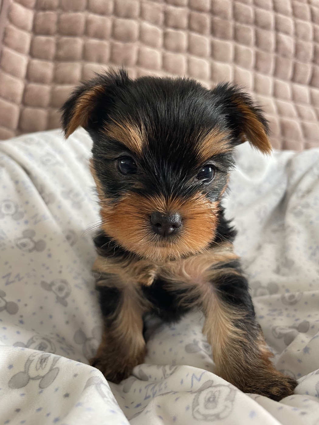 Des Minis Bouts - Chiots disponibles - Yorkshire Terrier