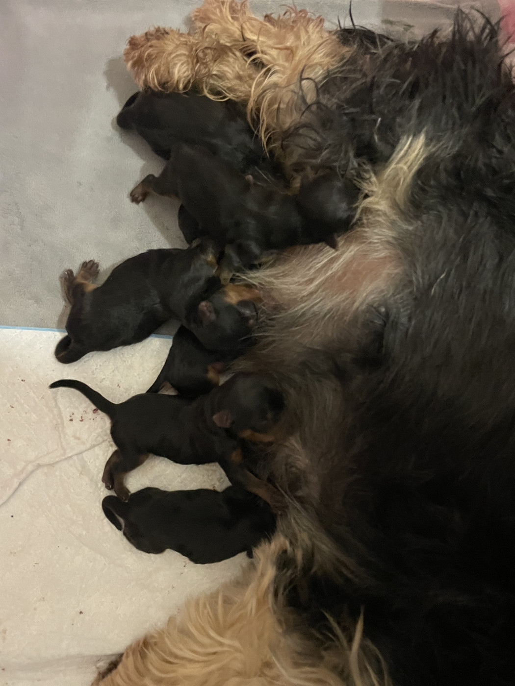 Des Minis Bouts - Chiots disponibles - Yorkshire Terrier