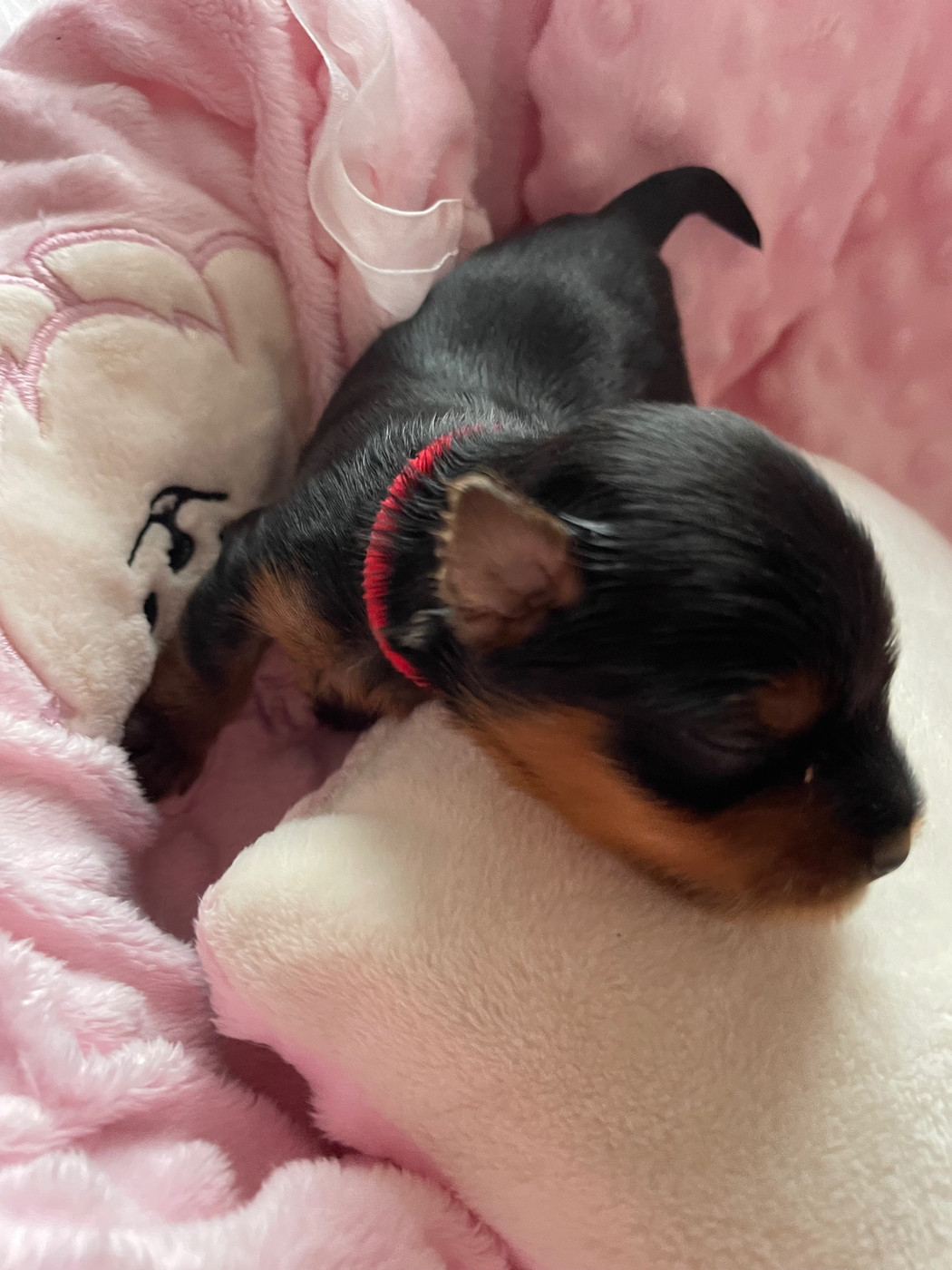Des Minis Bouts - Yorkshire Terrier - Portée née le 03/10/2026