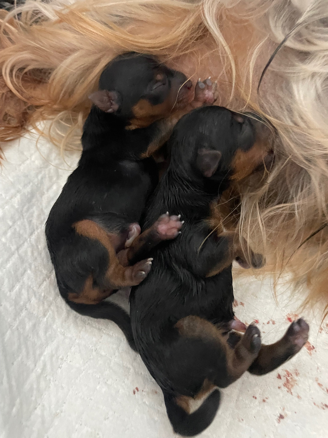 Des Minis Bouts - Chiots disponibles - Yorkshire Terrier