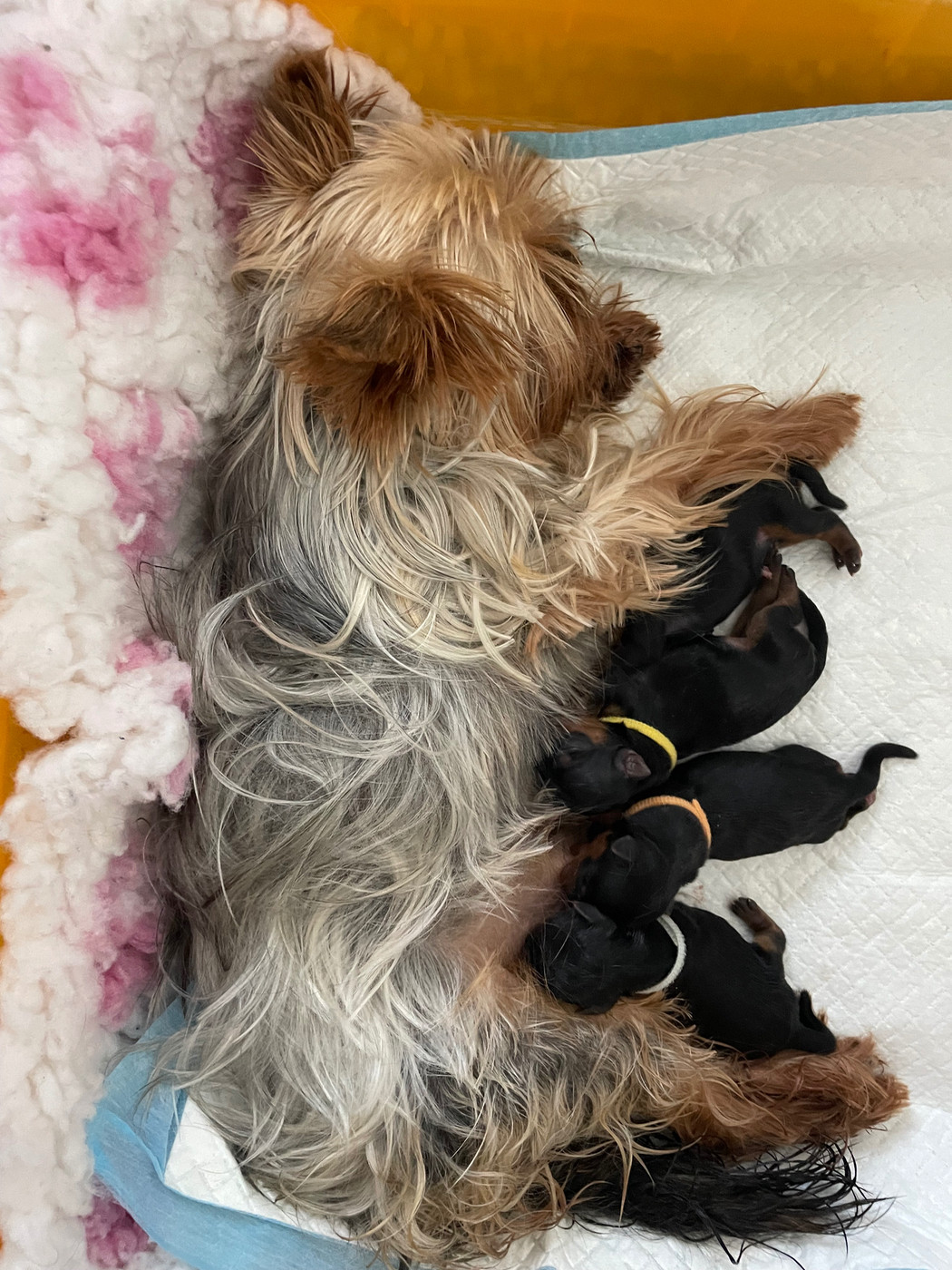 Des Minis Bouts - Chiots disponibles - Yorkshire Terrier