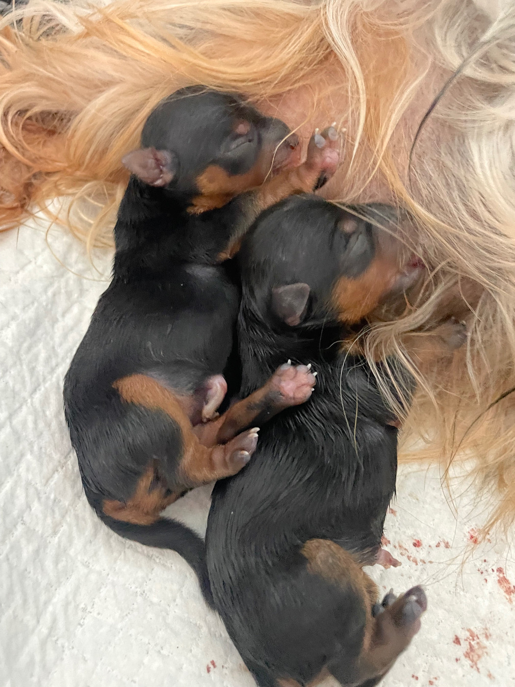 Des Minis Bouts - Chiots disponibles - Yorkshire Terrier