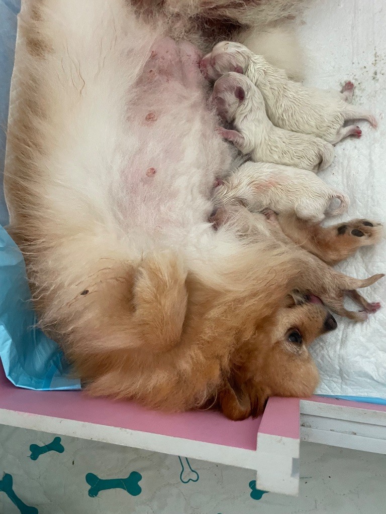 Des Minis Bouts - Chiots disponibles - Spitz allemand